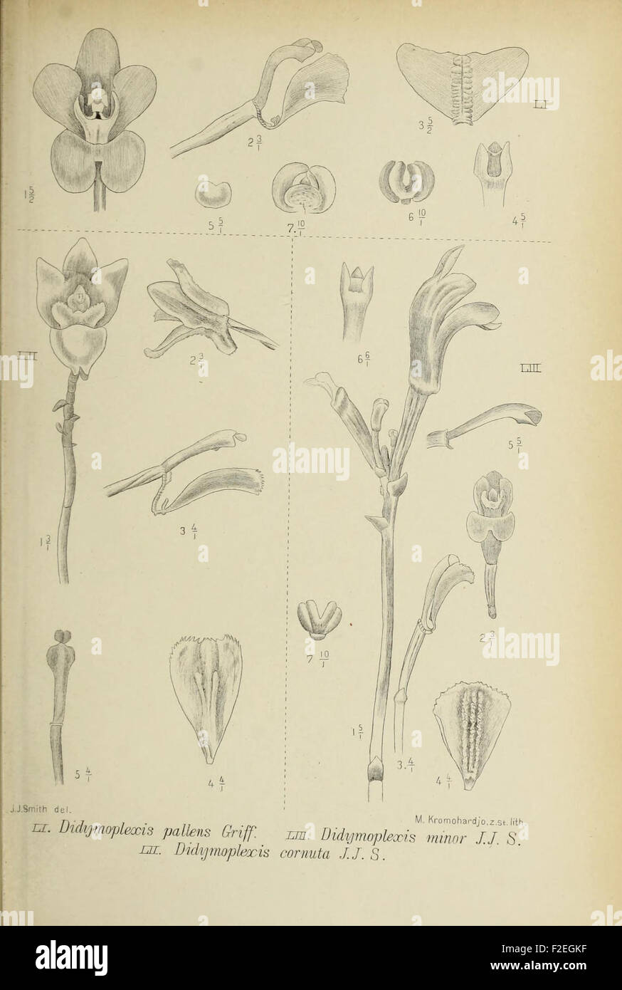 A historic botanical illustration from 'Die Orchideen von Java ...