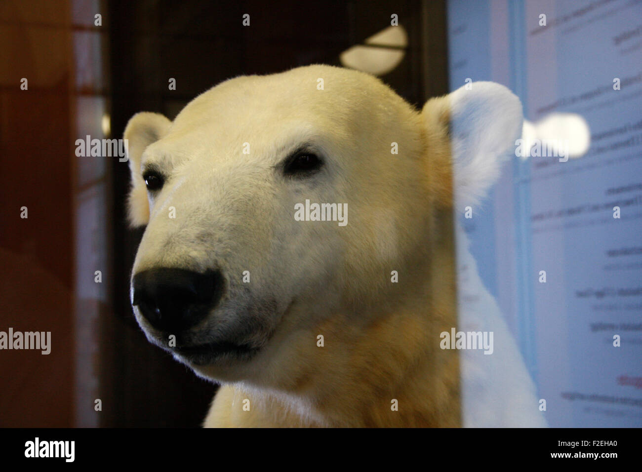 der geliebte Berliner Eisbaer Knut, der vor 2 Jahren verstorben war, als 'Dermoplastik', modelliert mit dem echten Fell des Baer Stock Photo