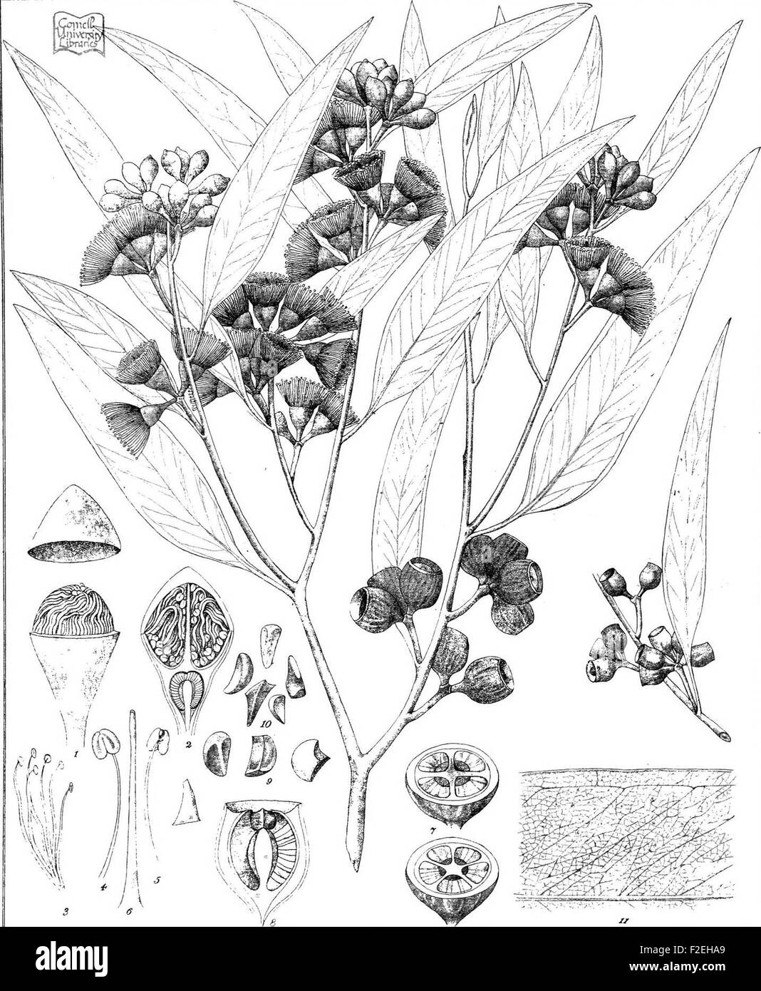 Eucalyptus patens from Eucalyptographia. A descriptive atlas of the