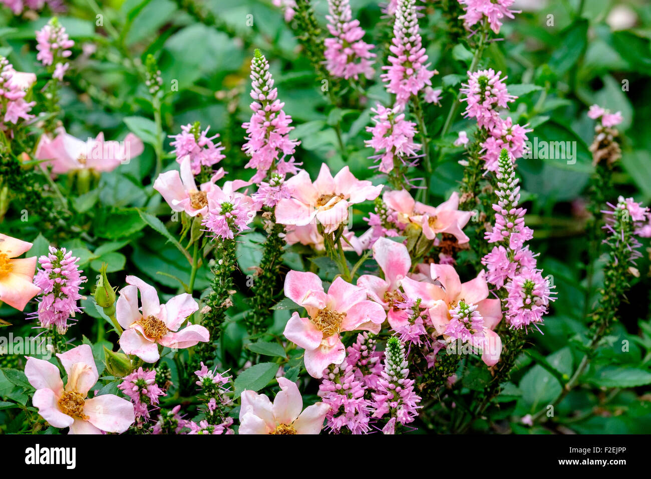 Ground cover rose,Rosa Happy Chappy, Rosa Interhappy PP19646. A low growing  rose that looks like a wild rose, and Arcado pink Agastache. Oklahoma, USA  Stock Photo - Alamy