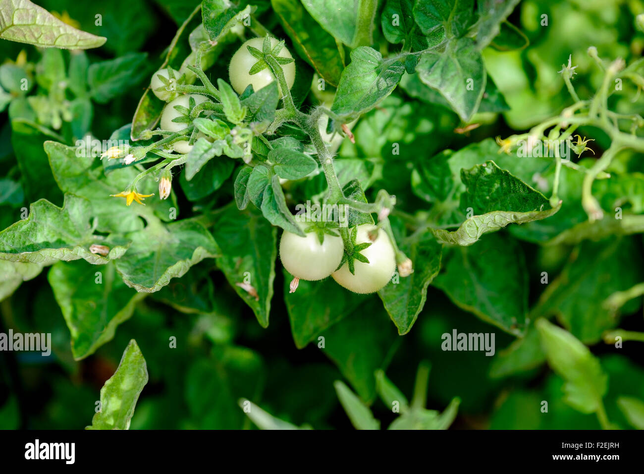 A tomato plant with small, organically grown new green cherry tomatoes, Solanum lycopersicum. Stock Photo