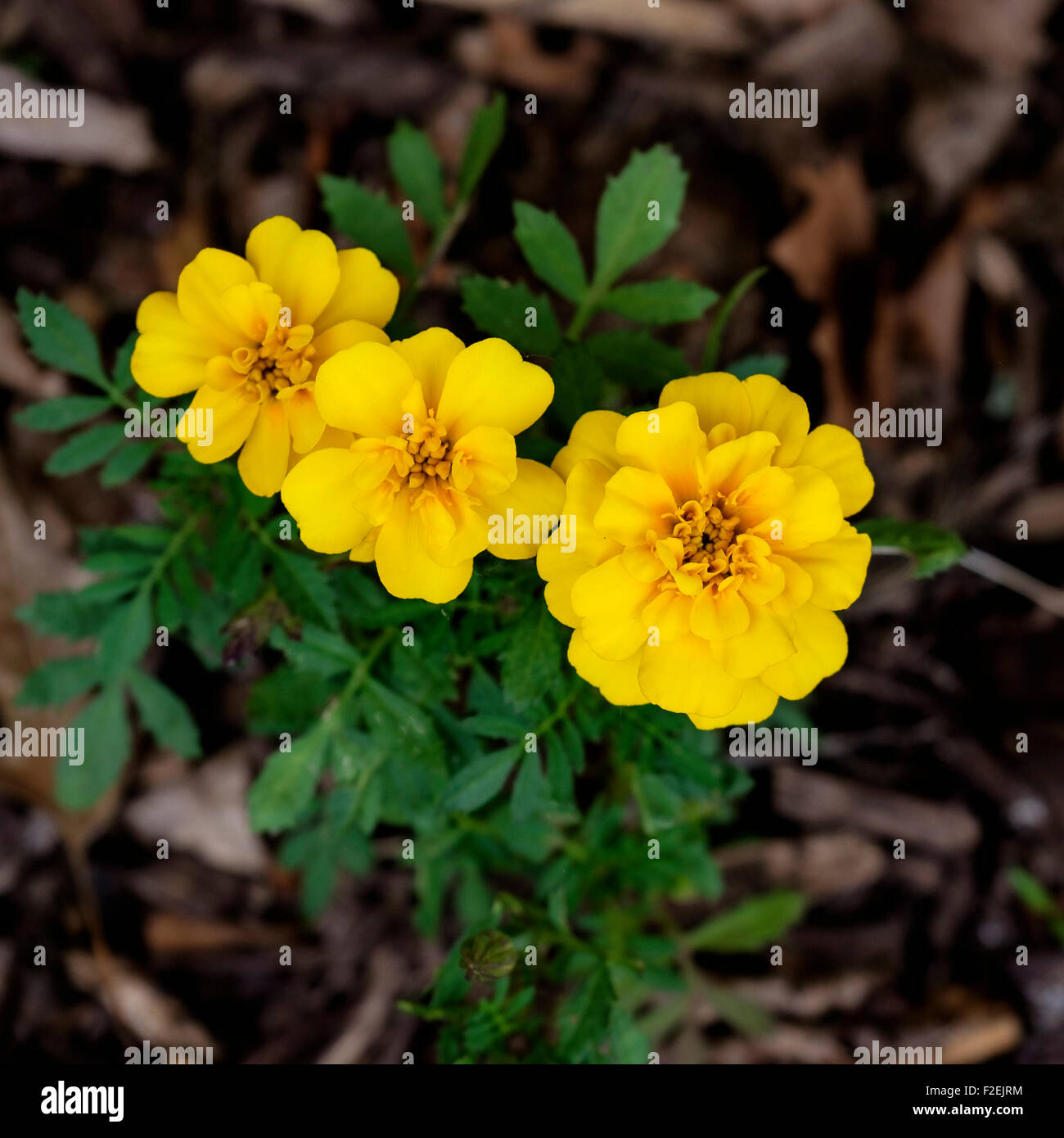 Three bright yellow French marigold flowers in a garden bed. Oklahoma, USA. Stock Photo