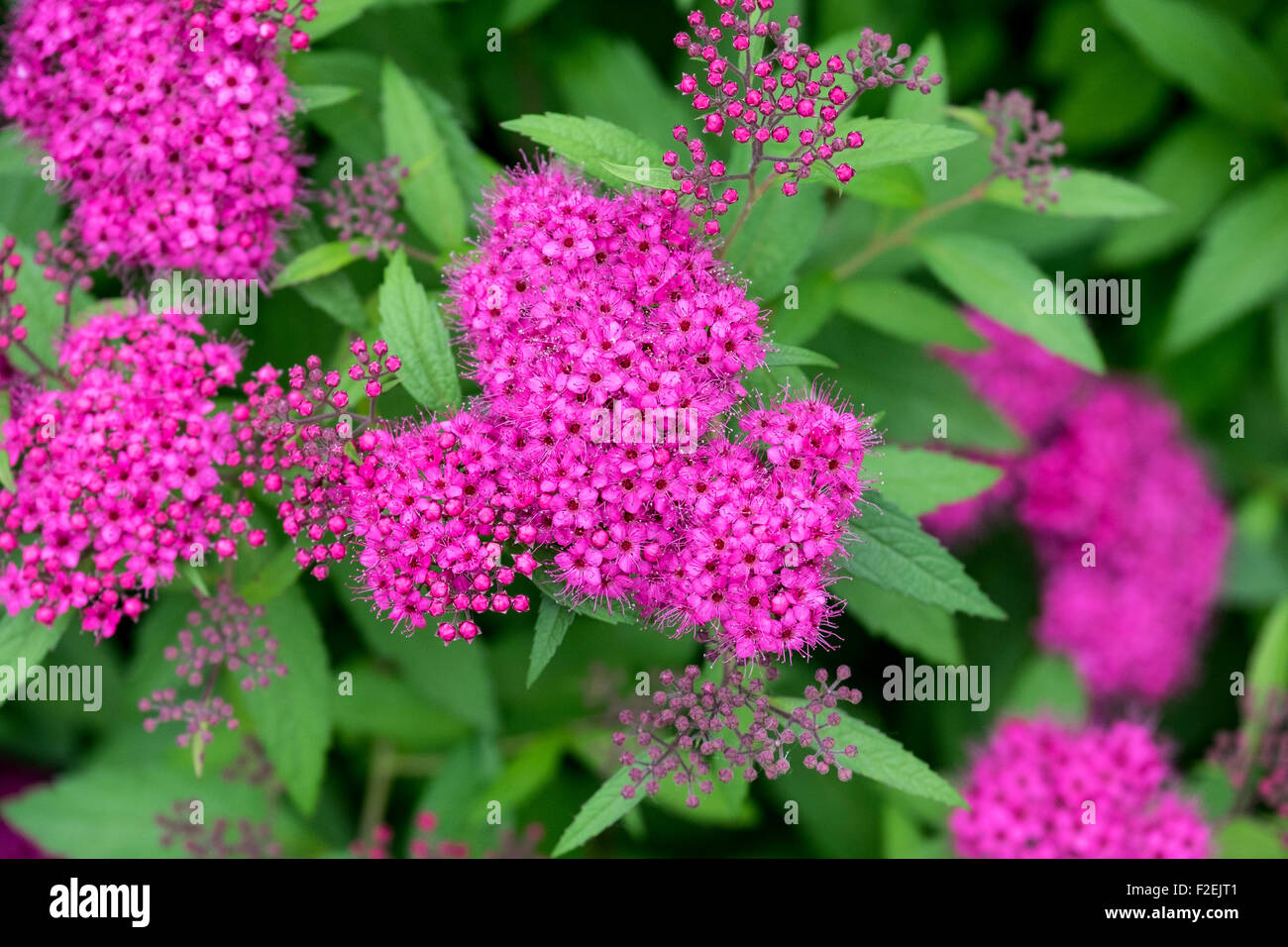 A Spirea japonica shrub in full spring bloom in Oklahoma, USA. Closeup of blooms. Stock Photo