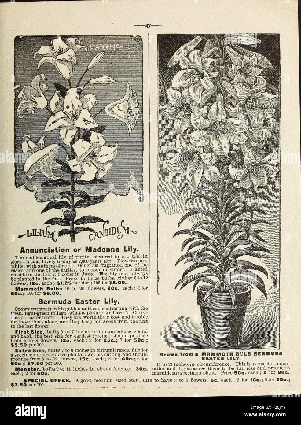 This vintage catalog from Miss Mary E. Martin features a collection of