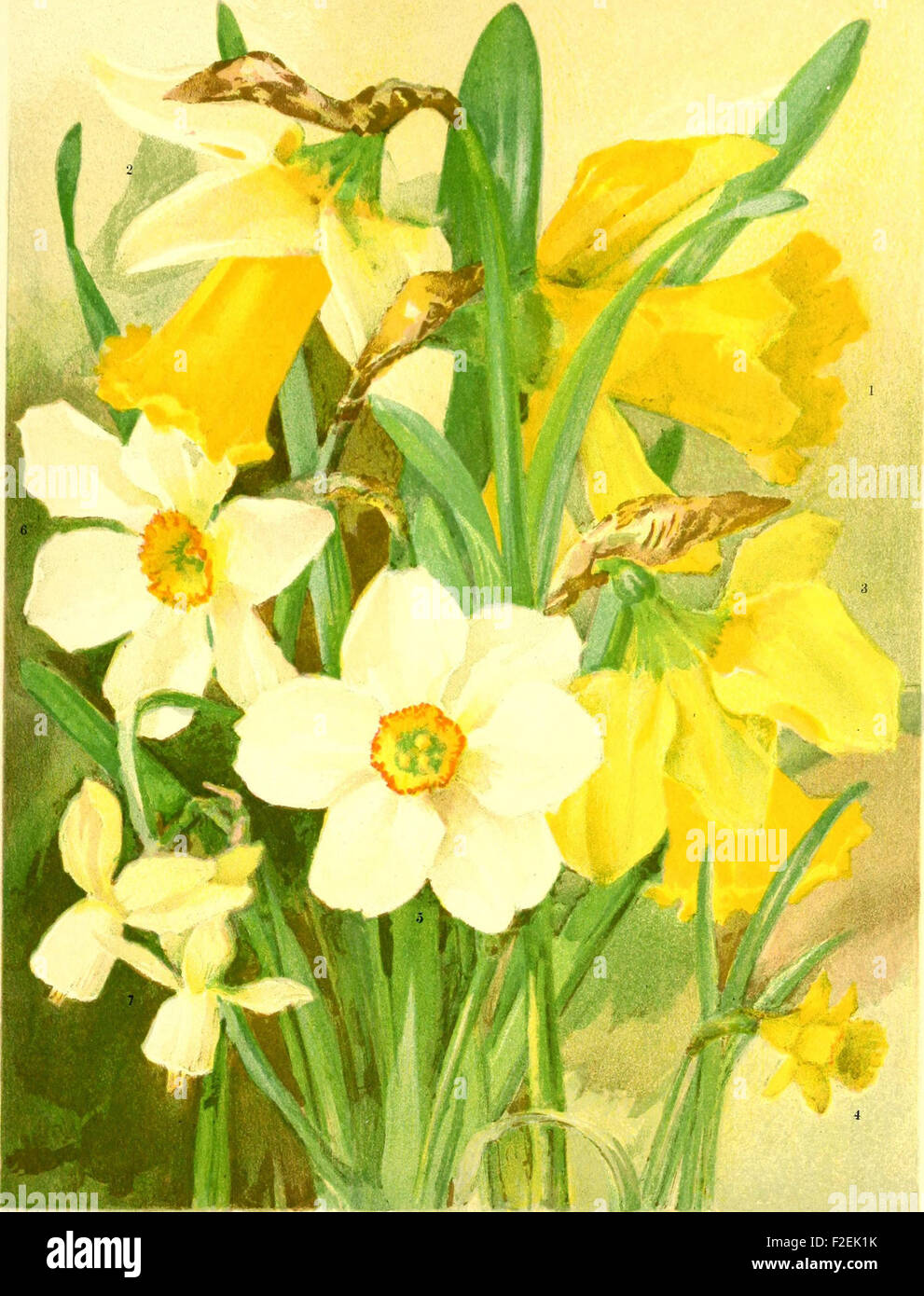 Flower grower's guide (1898 Stock Photo Alamy