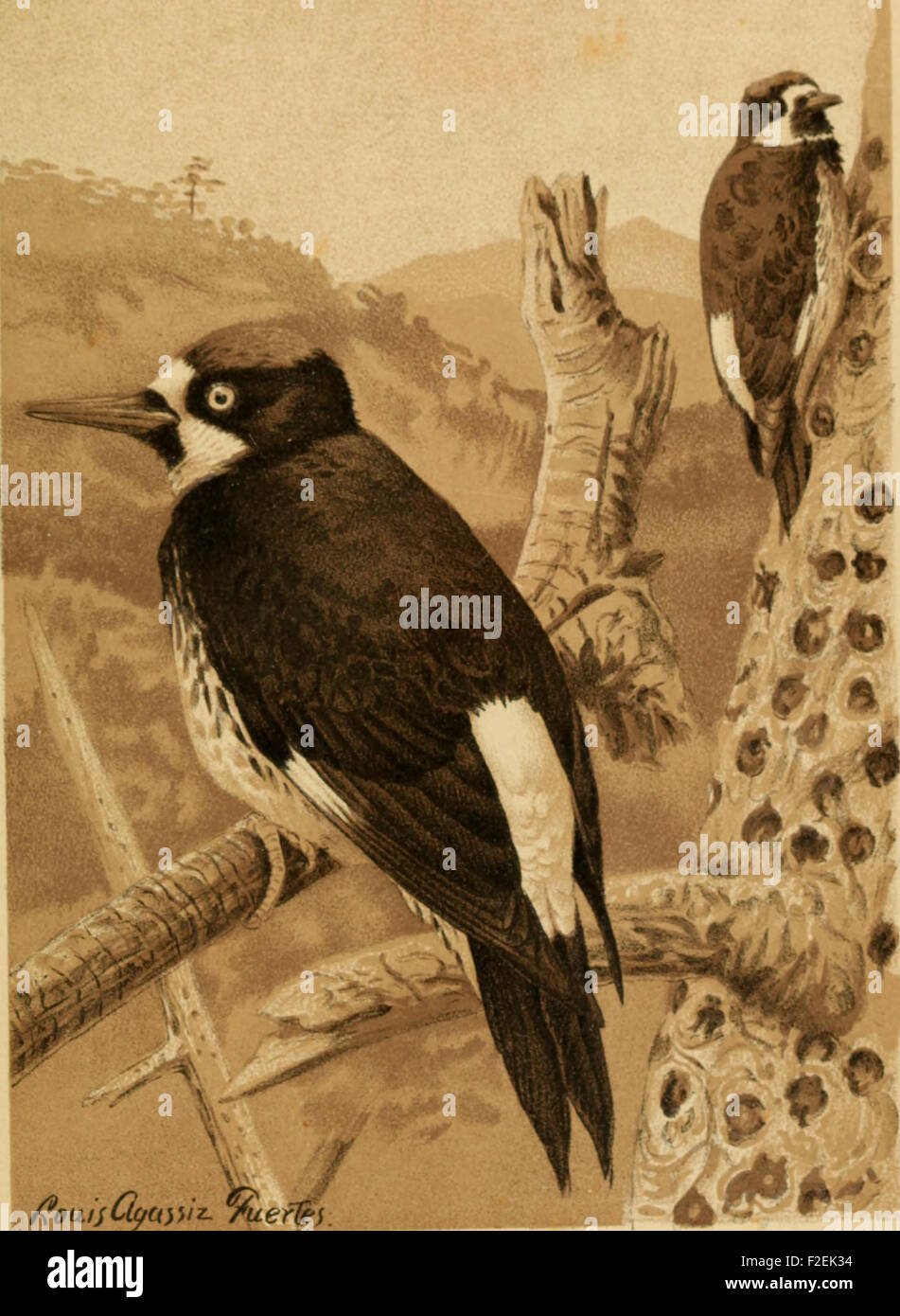 Food of the Woodpeckers of the United States (1911 Stock Photo - Alamy