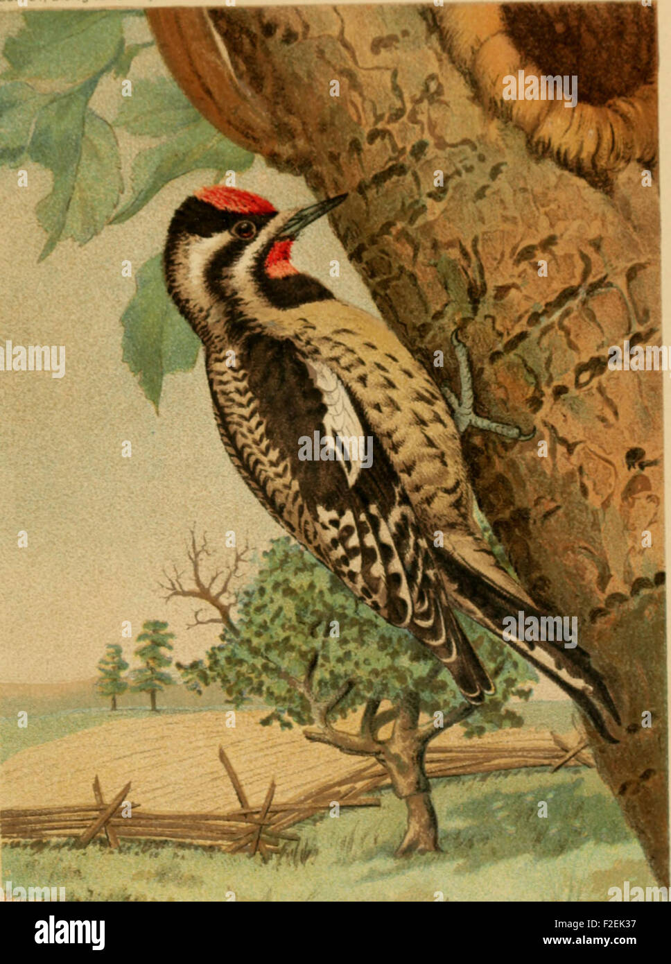Food of the Woodpeckers of the United States (1911 Stock Photo - Alamy