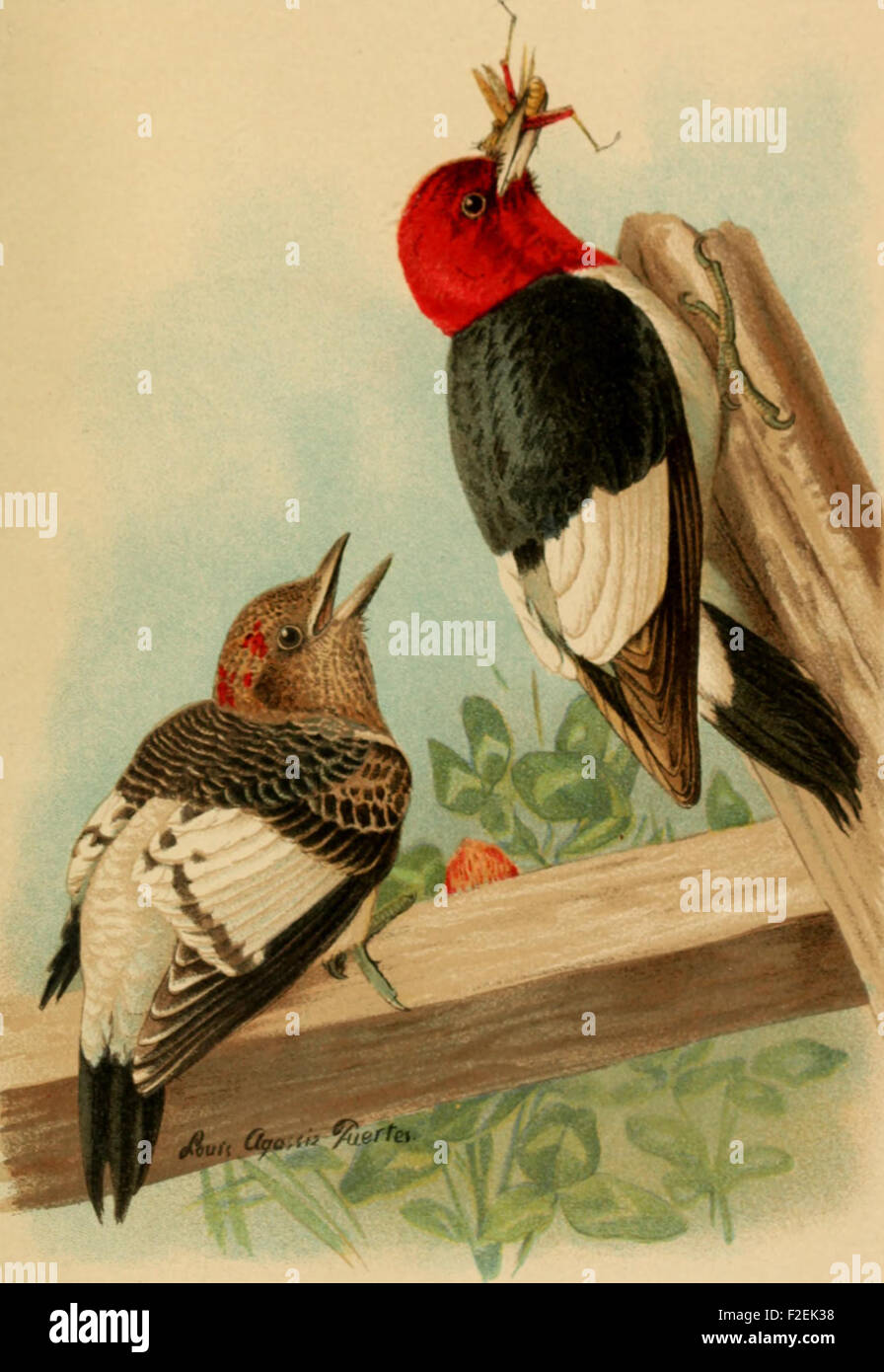 Food of the Woodpeckers of the United States (1911 Stock Photo - Alamy