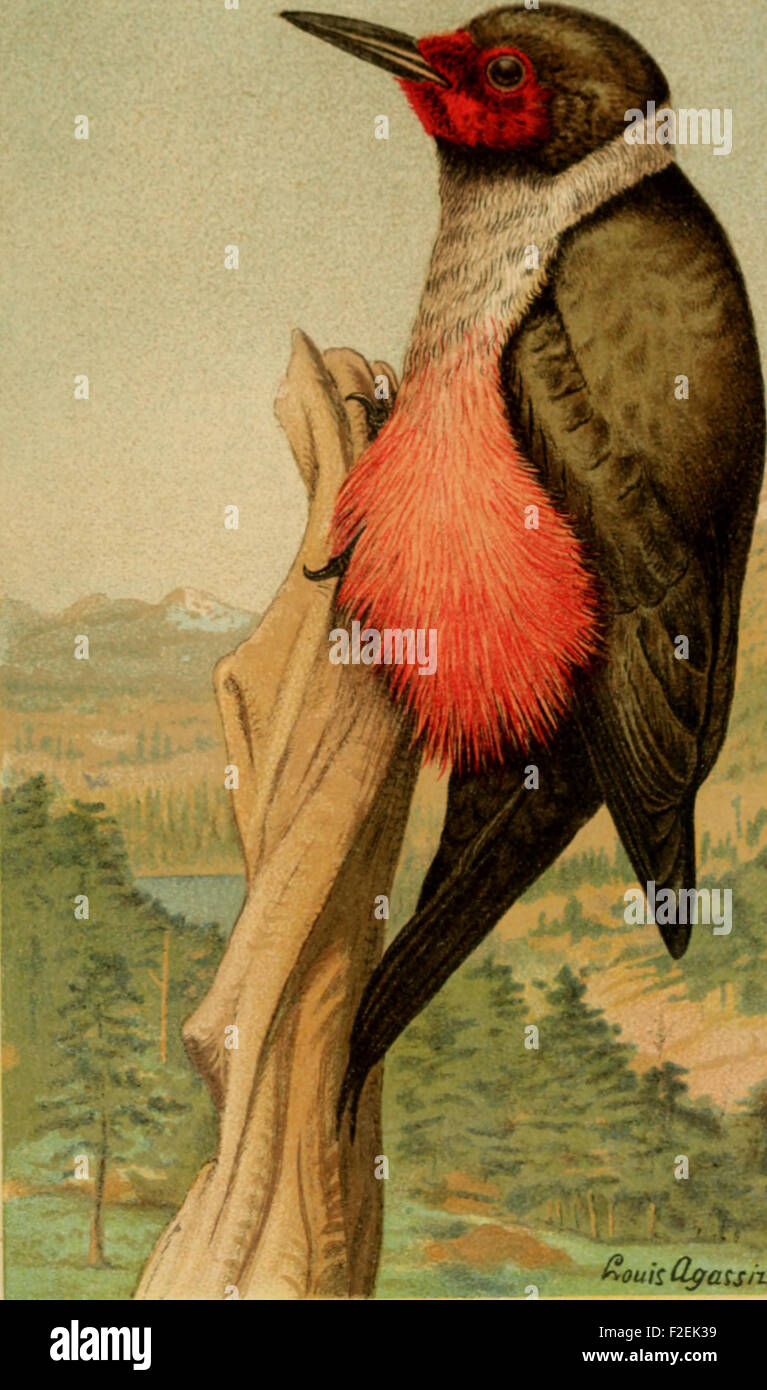 Food of the Woodpeckers of the United States (1911 Stock Photo - Alamy