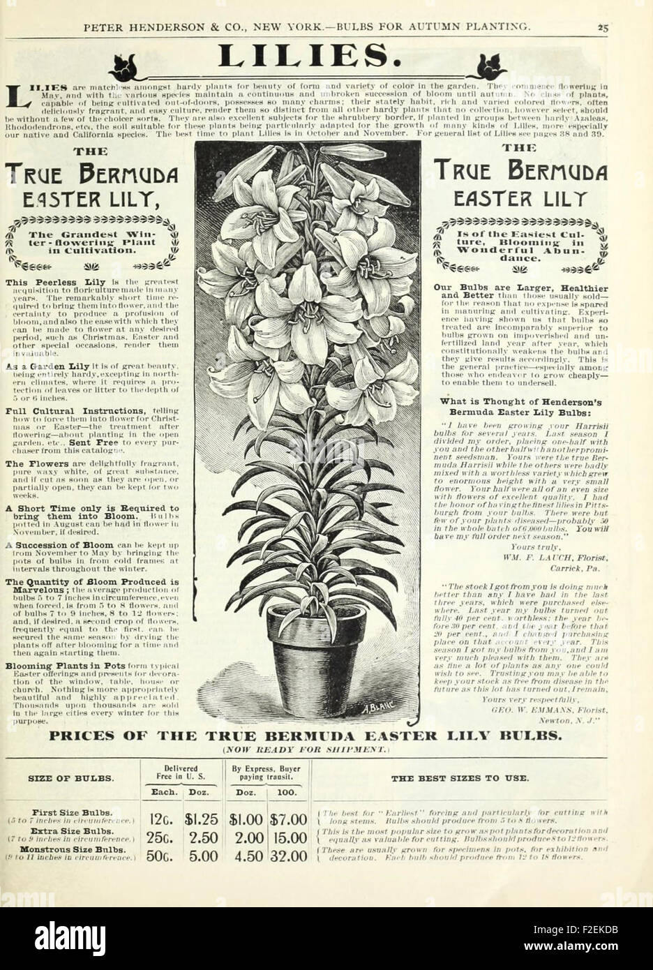 This autumn bulbs catalog provides detailed information about various