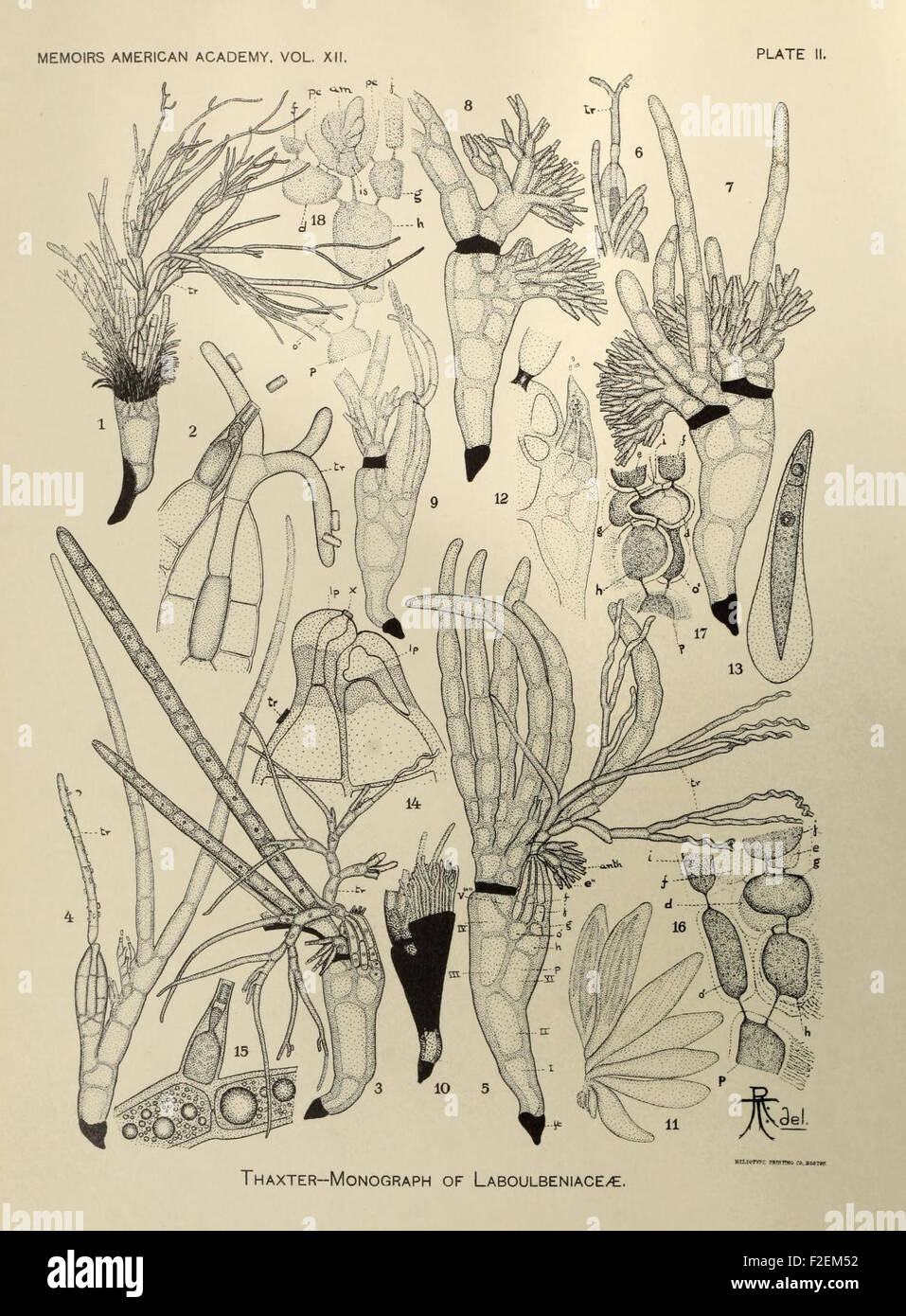 The 'Harvard Botanical Memoirs' document botanical research and ...