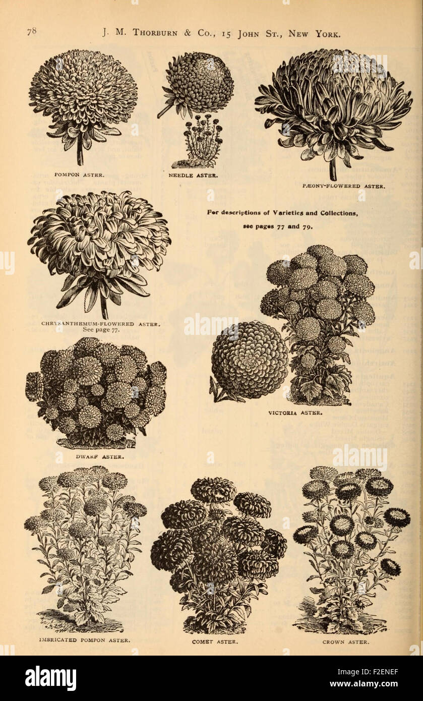 'J.M. Thorburn and Co.'s Annual Descriptive Catalogue of Flower Seeds