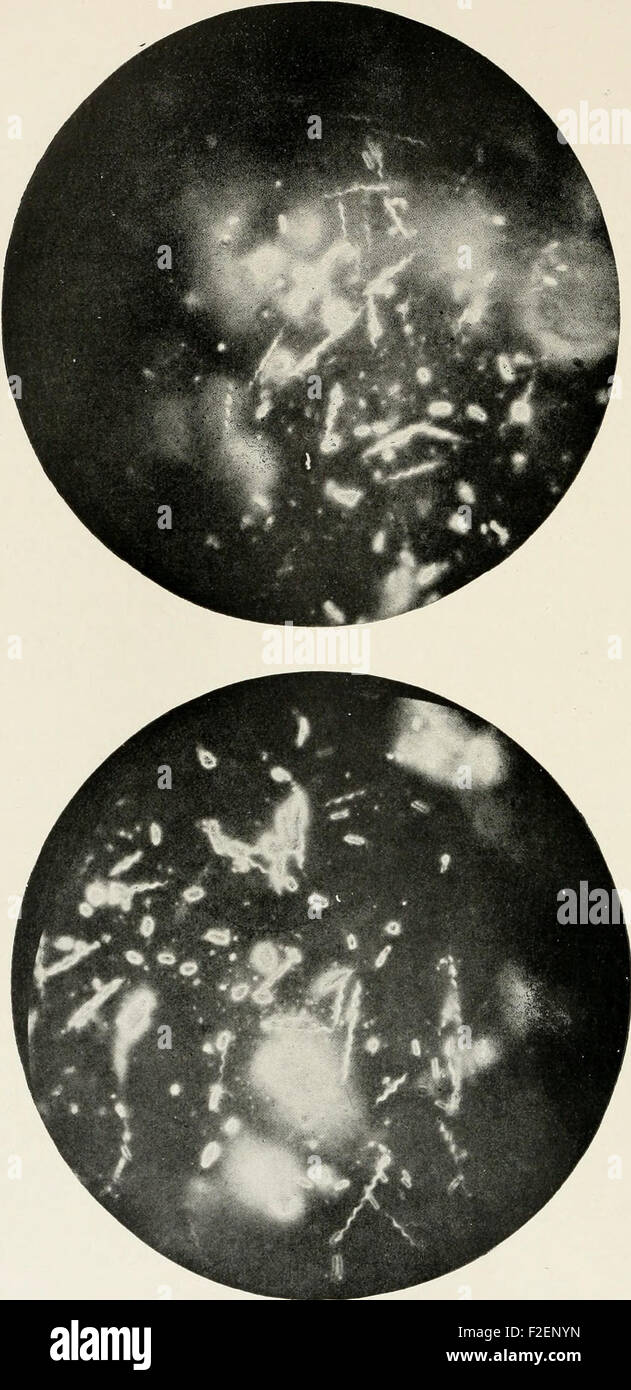 Journal of bacteriology (1916) Stock Photo