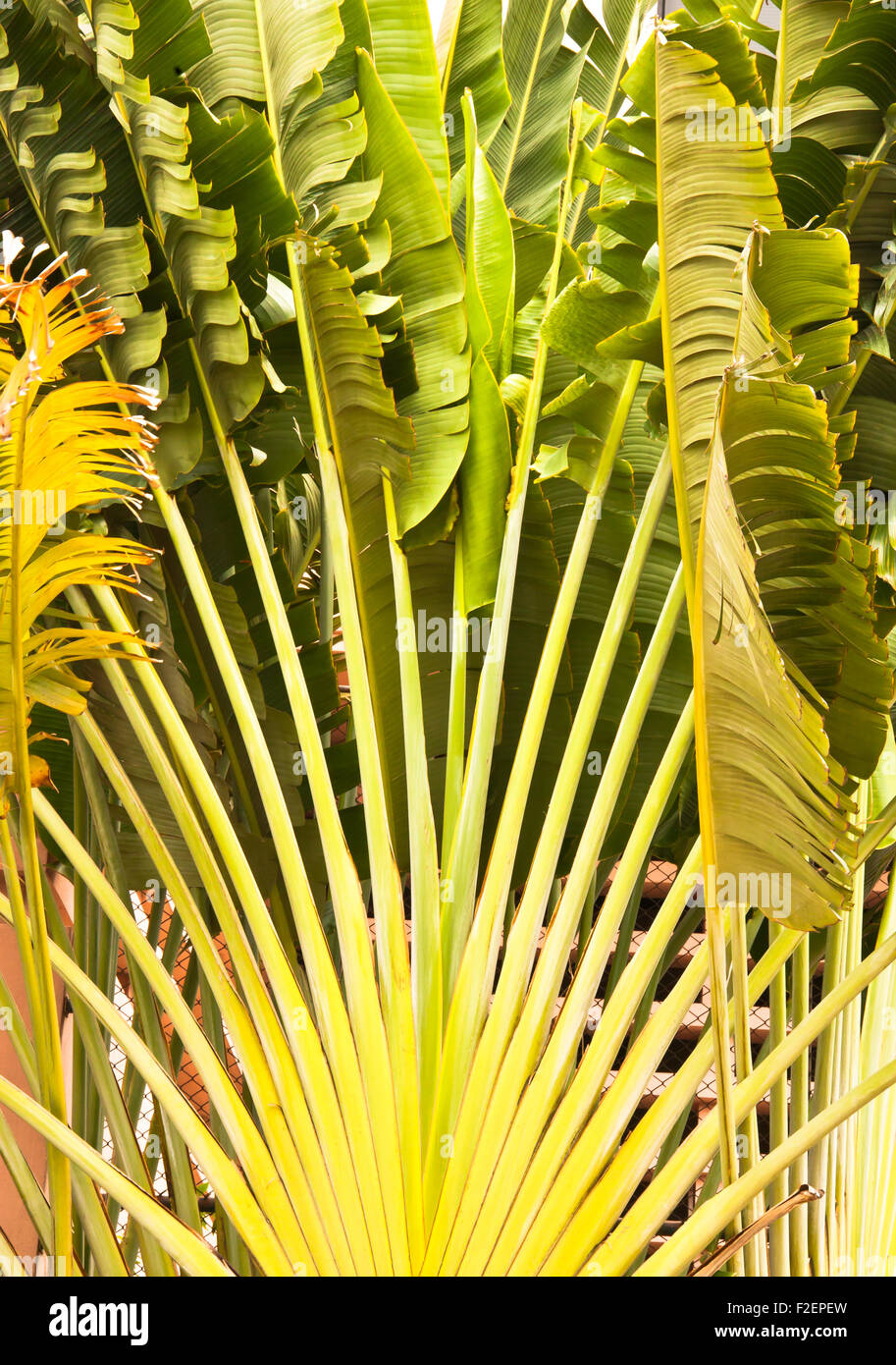 The banana stem. Arranged like a fan. Stock Photo