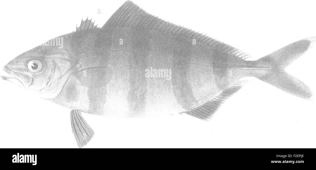 *A History of the Fishes of Massachusetts* (1867) is a detailed work on ...