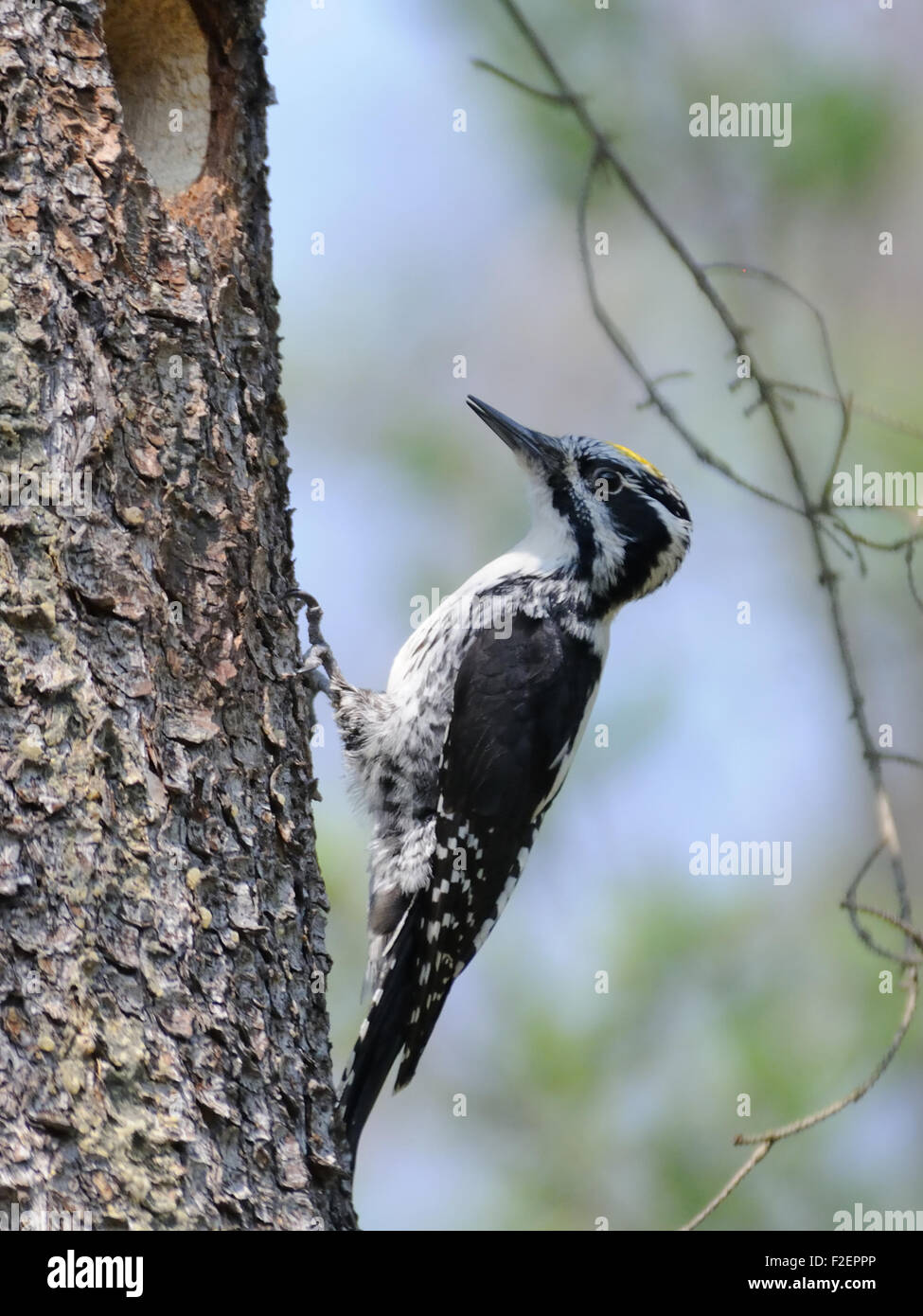 Male Three-toed Woodpecker (Picoides tridactylus) near the nest hollow. Moscow region, Russia Stock Photo