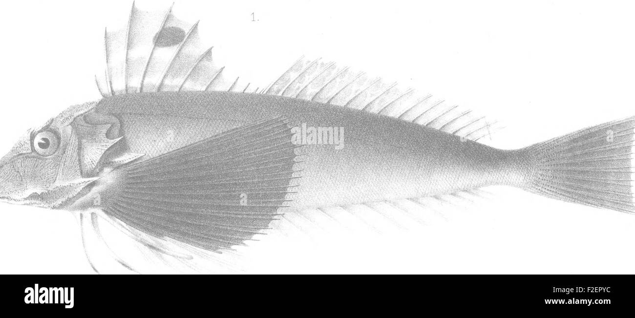 'A History of the Fishes of Massachusetts' (1867) provides detailed ...