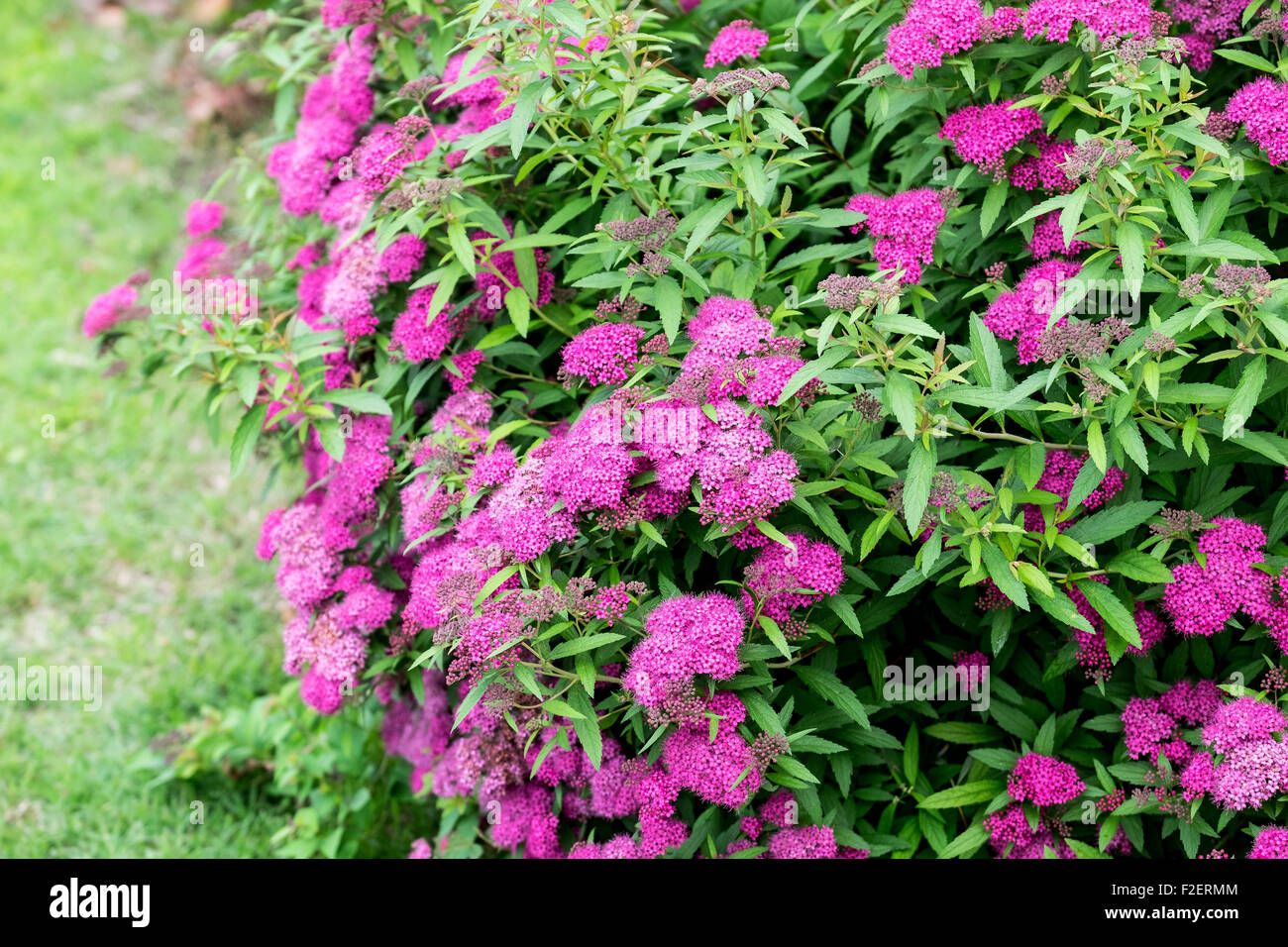 A Spirea japonica shrub in full spring bloom in Oklahoma, USA. Stock Photo