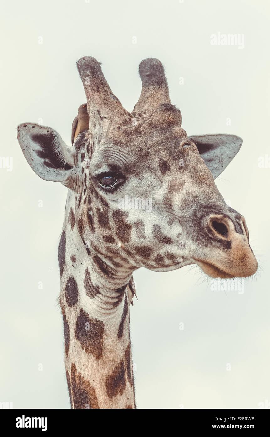 Giraffe Portrait,  Closeup shot, Selous Game Reserve, Tanzania, Africa, September 2015 Stock Photo