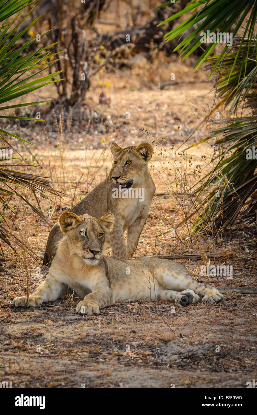 Lion Pride, Two Lions Seating, Selous Game Reserve, Tanzania, Africa Stock Photo