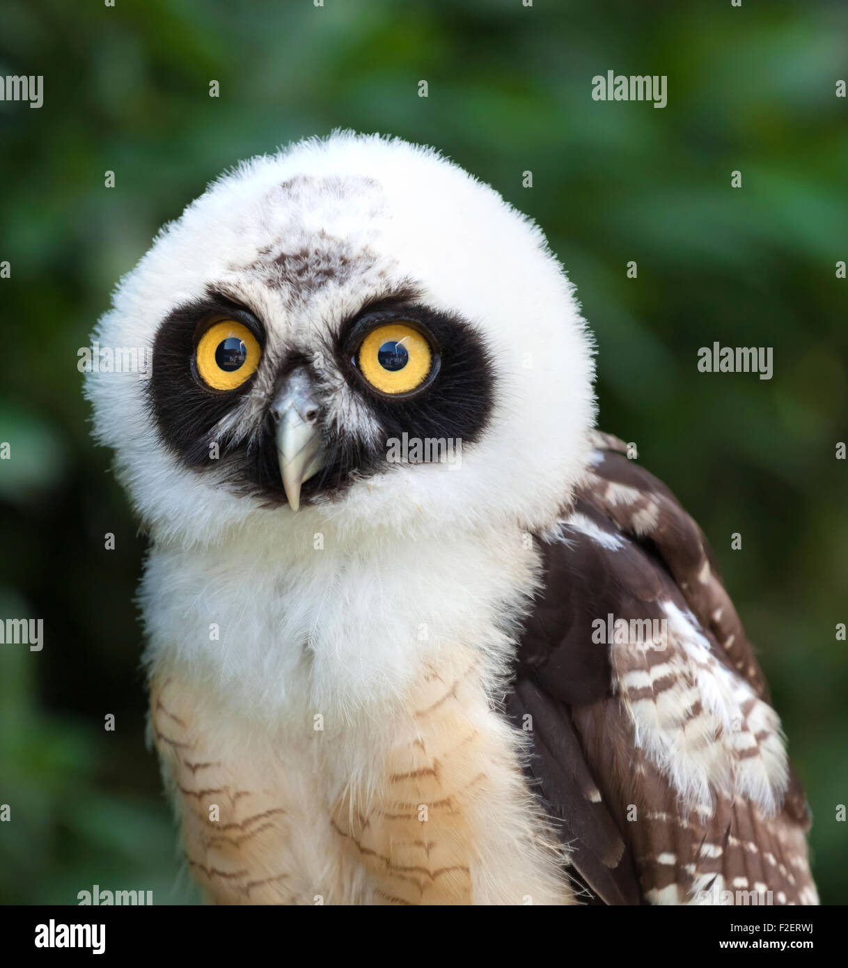 Portrait of young Spectacled Owl (Pulsatrix perspicillata) Stock Photo