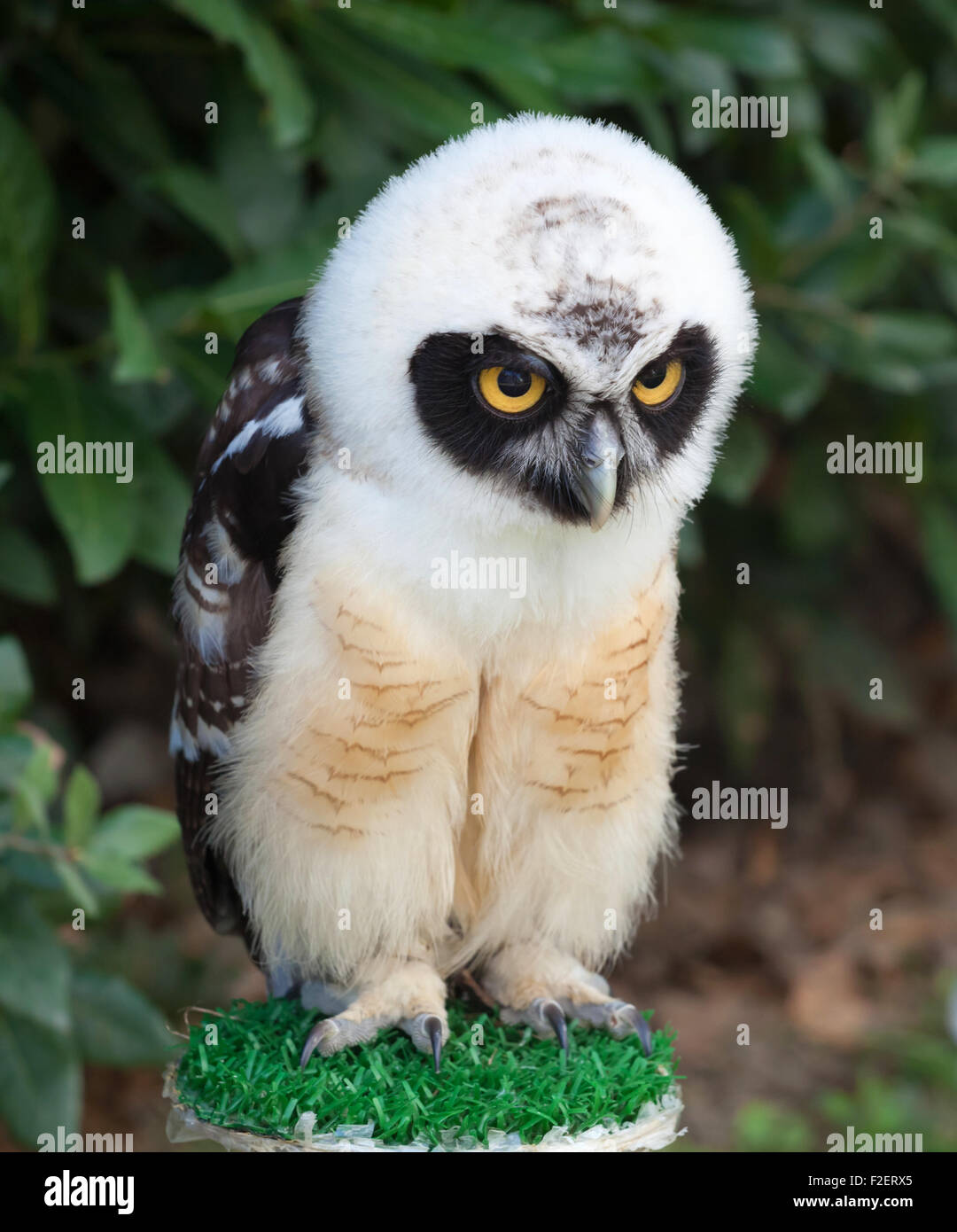 Portrait of young Spectacled Owl (Pulsatrix perspicillata) Stock Photo