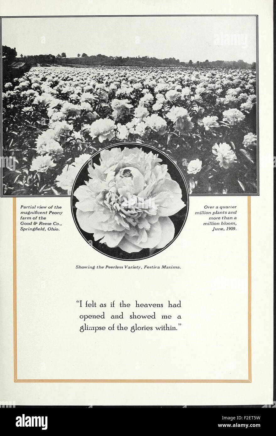 This catalog showcases various types of peonies, providing detailed