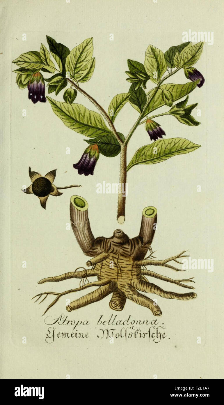 Plantarum indigenarum et exoticarum icones ad vivum coloratae, oder