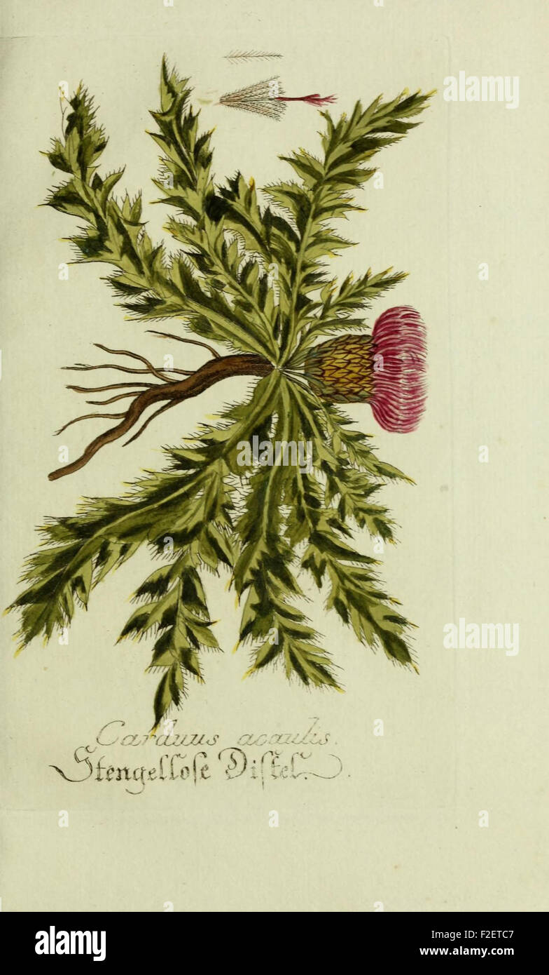 Local Botany This work features hand-colored illustrations of both native and exotic ...