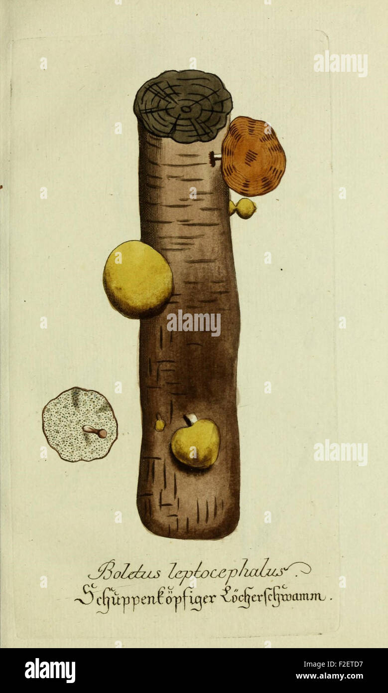 Plantarum indigenarum et exoticarum icones ad vivum coloratae, oder