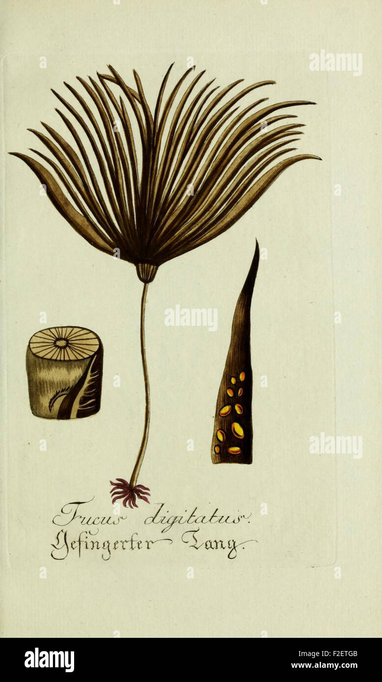 Plantarum indigenarum et exoticarum icones ad vivum coloratae, oder