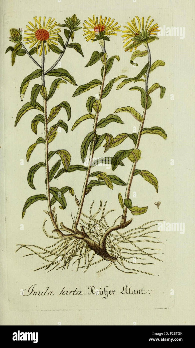 Plantarum indigenarum et exoticarum icones ad vivum coloratae, oder