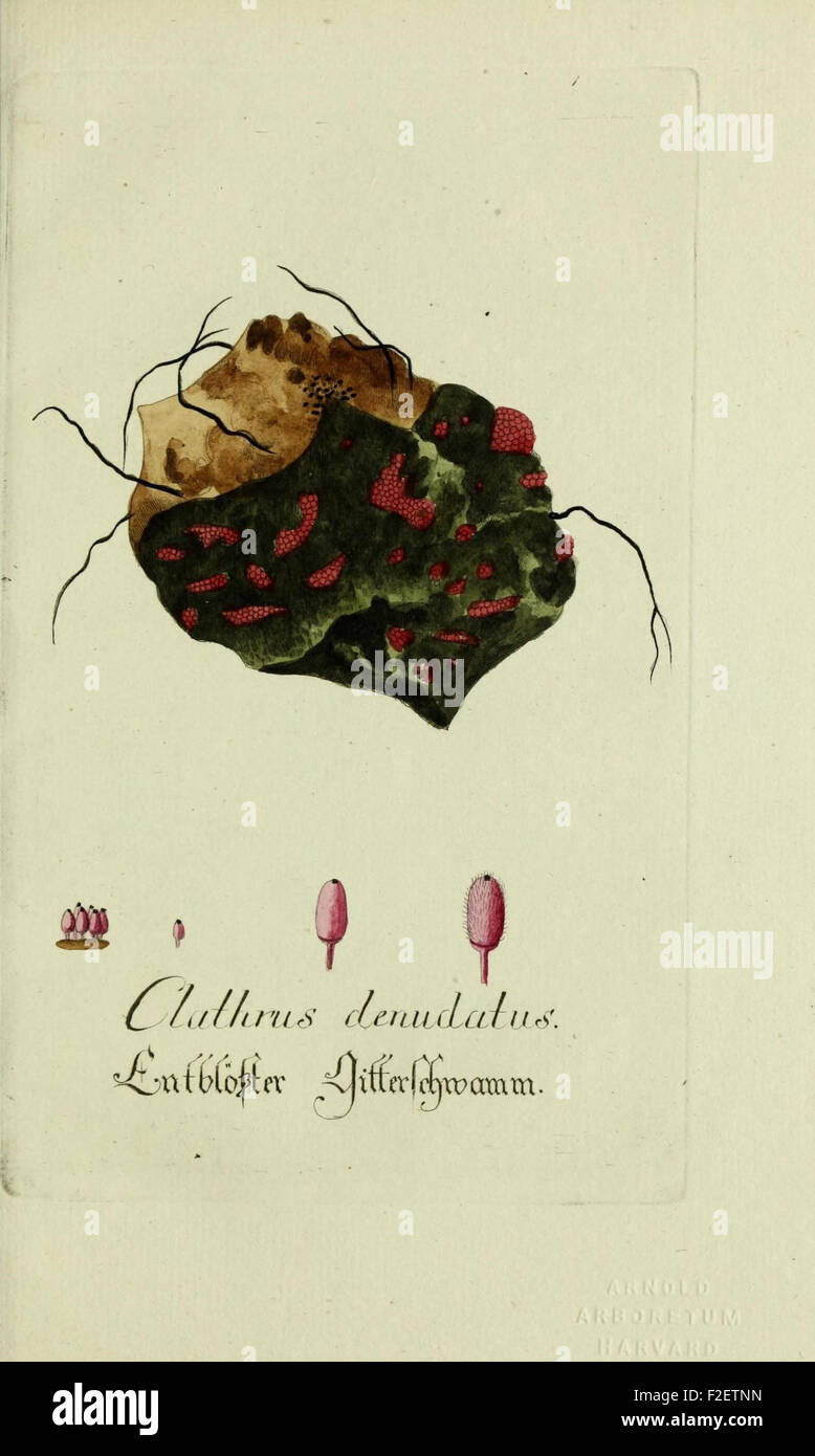 Plantarum indigenarum et exoticarum icones ad vivum coloratae, oder