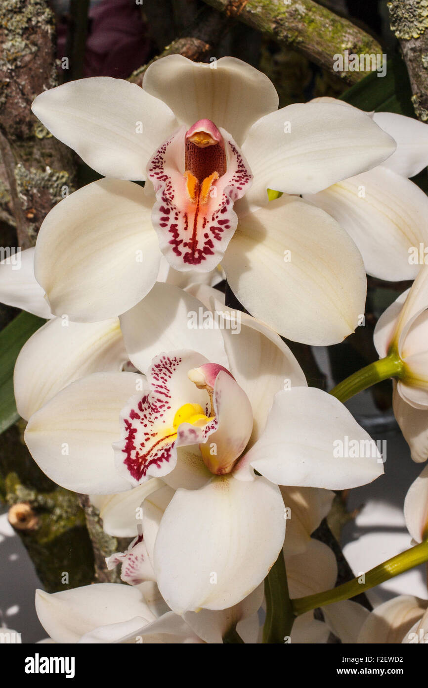 White orchid very beautiful flowers hires stock photography and images Alamy