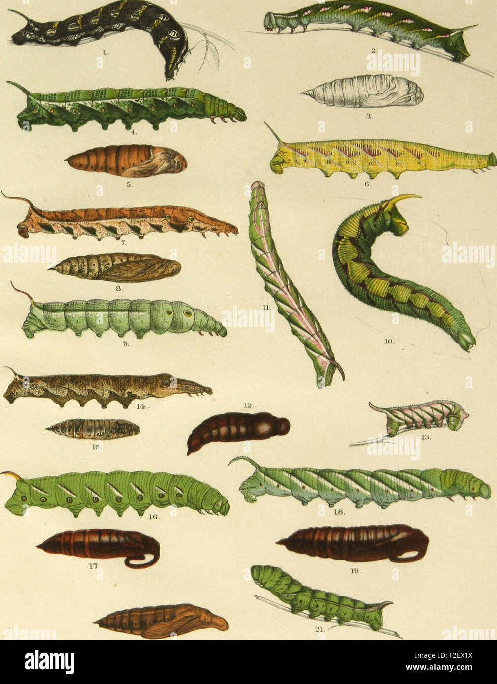 This work provides a comprehensive revision of the sphinx moths ...