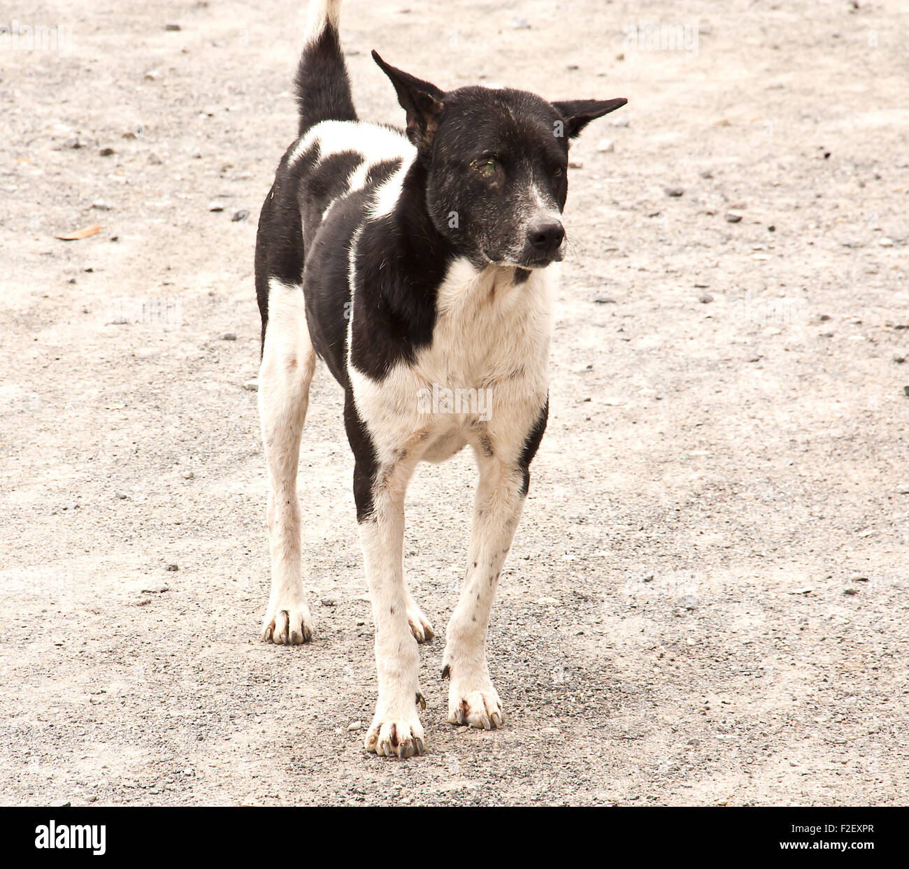 Fresh Look at Black And White Dog Staring At Something Stock Photo