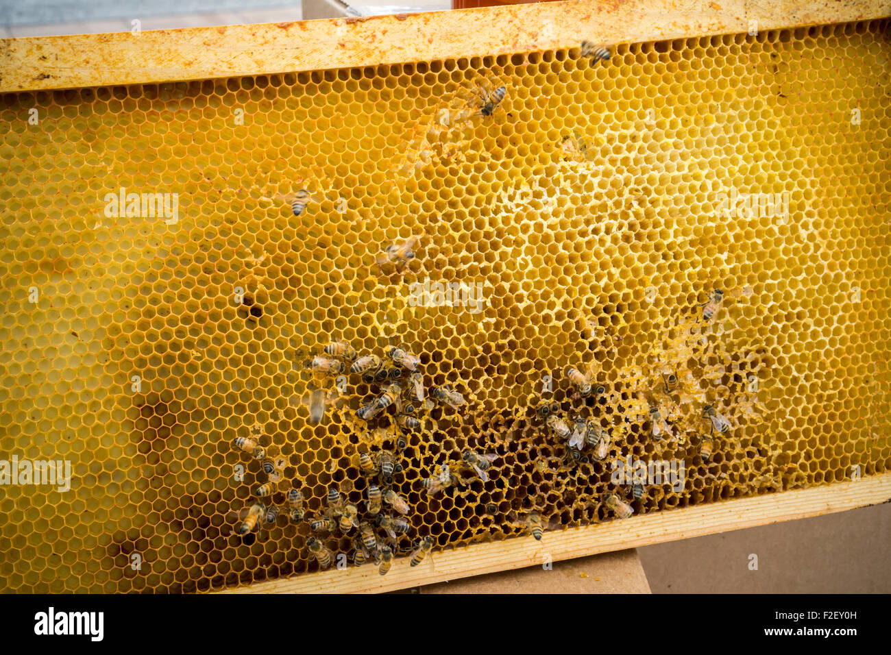 Display hive at the New York City Honey Fest in Rockaway in the borough