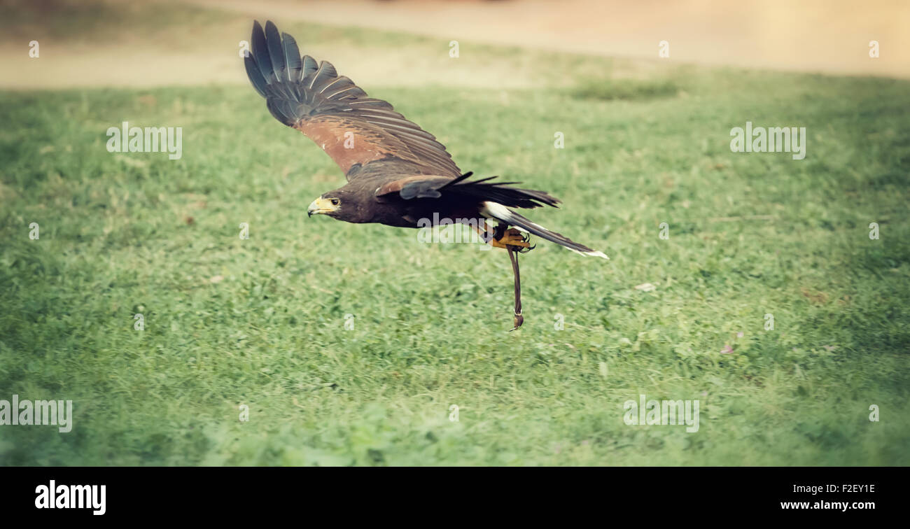 Hawk in flight on a green meadow Stock Photo