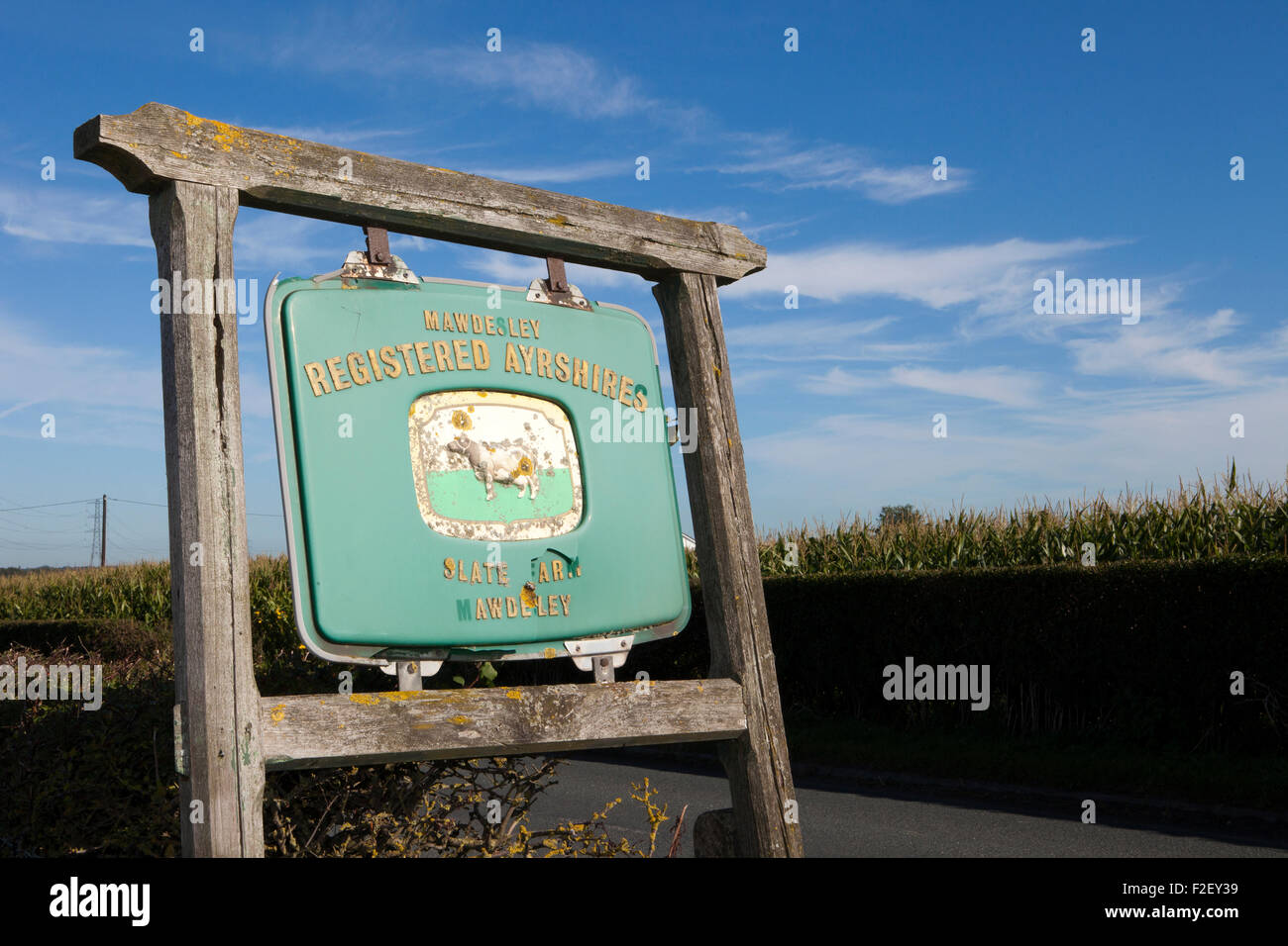 Ayrshires hi-res stock photography and images - Alamy
