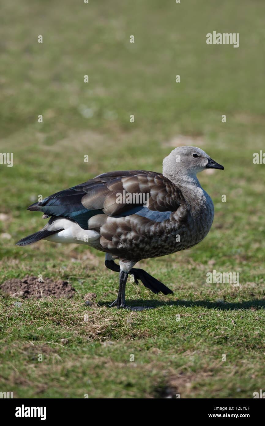 Abyssinian Blue-winged Goose (Cyanochen cyanopyerus). Note the he 'blue' plumaged area on right  wing- hence popular name. Stock Photo