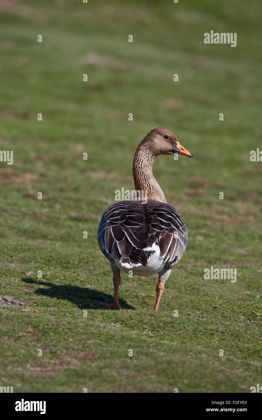 Bean Goose (Anser fabilis). Stock Photo