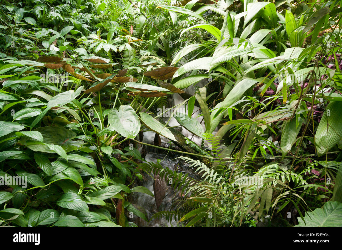Waterfall Inside The Tropical Biome The Eden Project Cornwall England UK Stock Photo