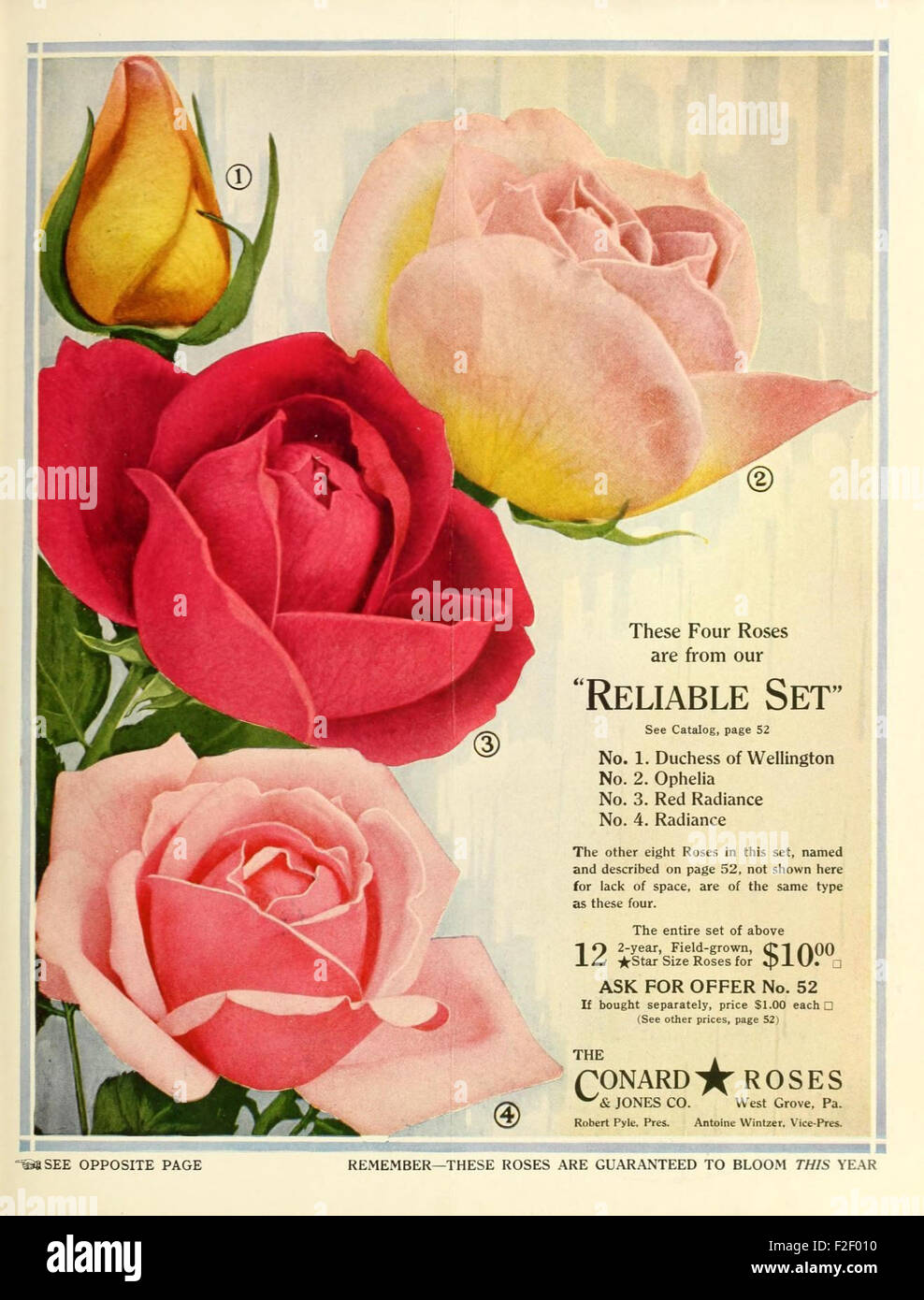 *The Conard Star Roses* catalog is a vintage publication from the U.S