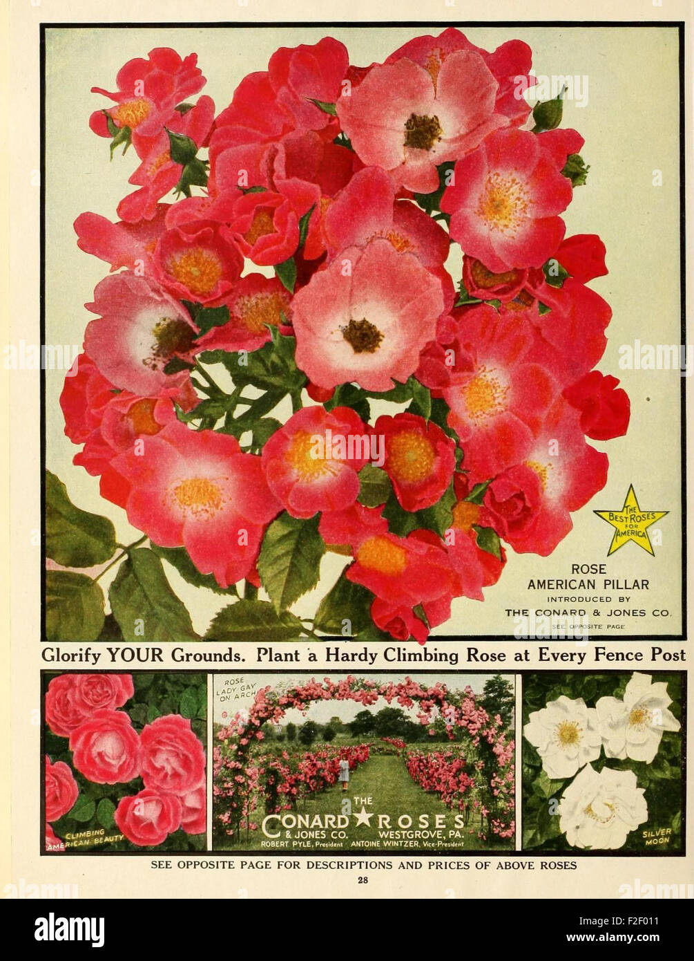 The Conard Star Roses catalog showcases various ornamental rose