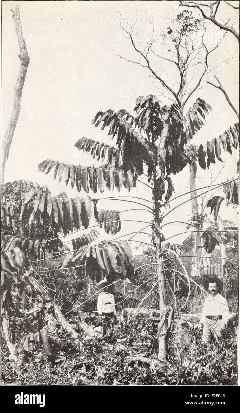 'The Culture of the Central American Rubber Tree' (1903) is a vintage ...