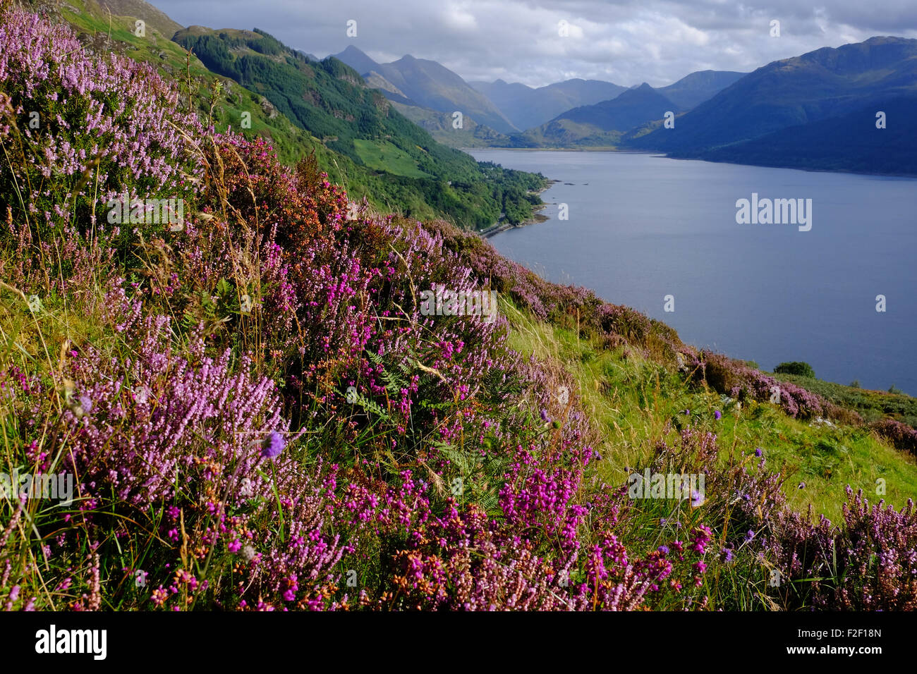 Looking east along Loch Duich towards the Five Sisters of Kintail in the West Highlands of Scotland. Purple heather in foreground Stock Photo