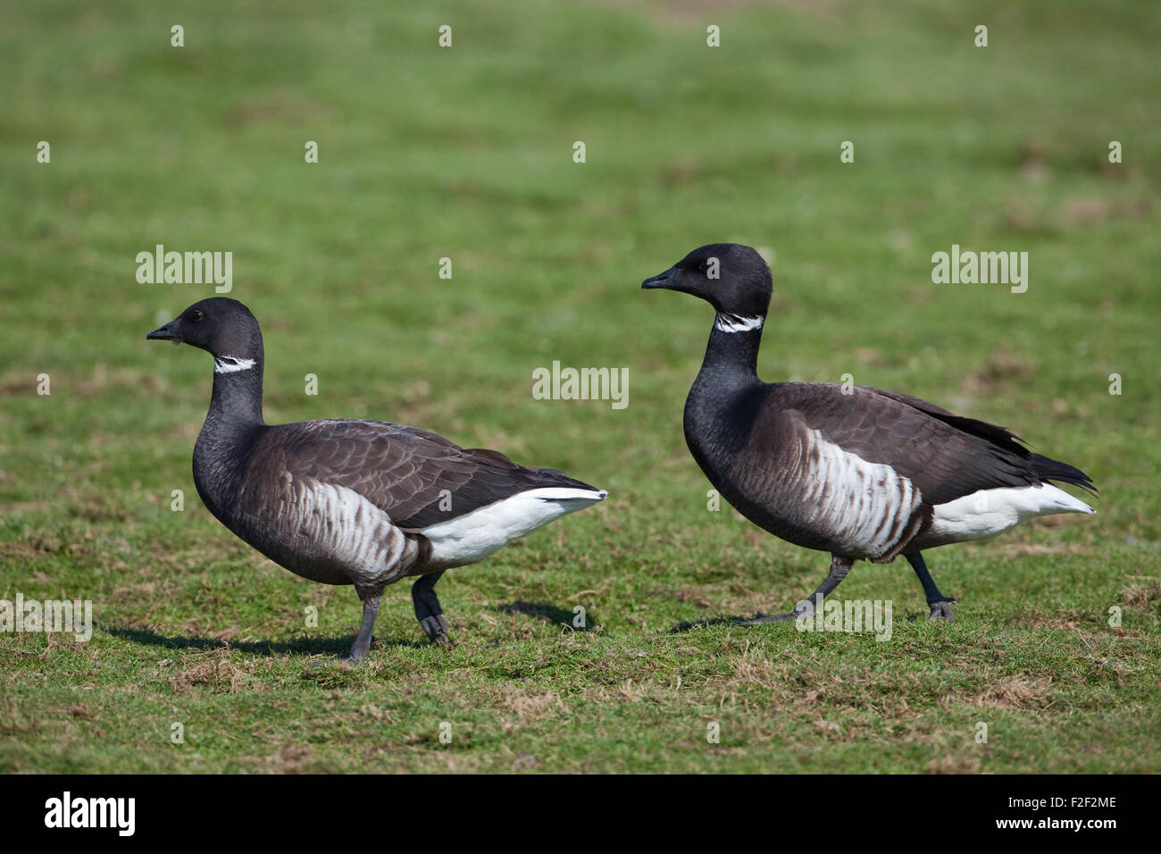 Black Brant or Pacific Brent Geese (Branta bernicla orientalis). Pair, goose or female left. Stock Photo