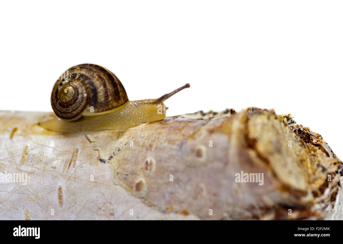 Baby Garden Snail, approx 4 weeks old (helix aspersa/cornu aspersum) on
