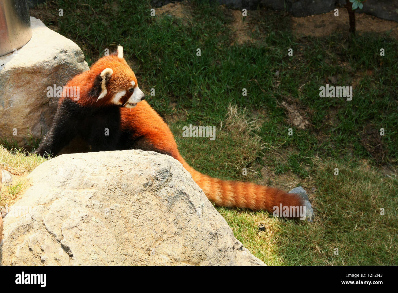 Red panda walking Stock Photo