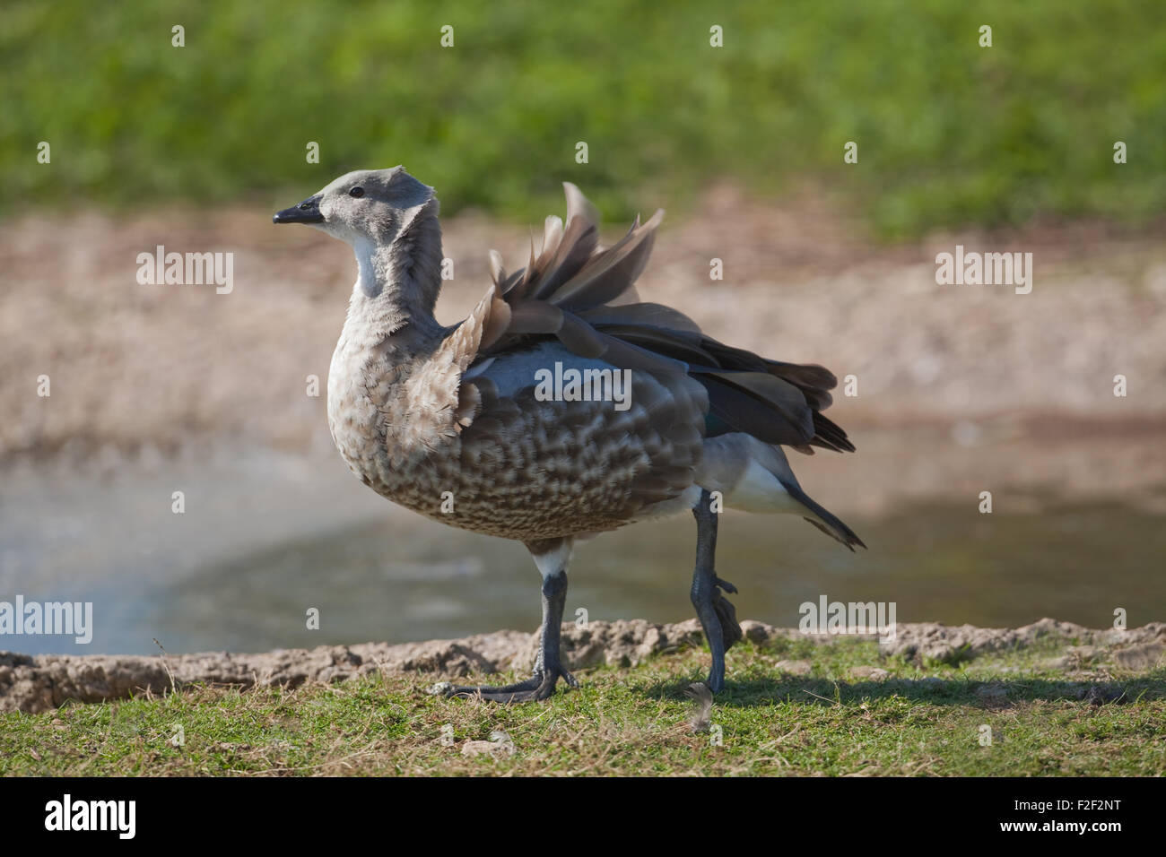 Abyssinian Blue-winged Goose (Cyanochen cyanopyerus). Wind blowing from behind, revealing the 'blue' plumaged area on left wing- Stock Photo